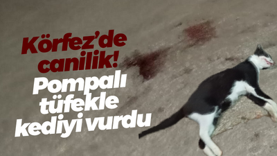 Körfez’de canilik! Pompalı tüfekle kediyi vurdu
