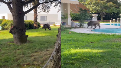 Bursa'da tuhaf görüntüler! Villaya giren domuz havuza düştü