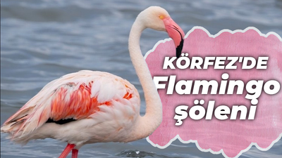 Körfez'de Flamingo şöleni