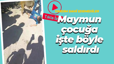 Adana'da maymun çocuğa işte böyle saldırdı