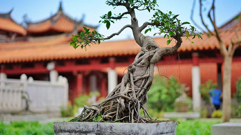 Bonsai bitkisi nedir? Neyi simgeler?