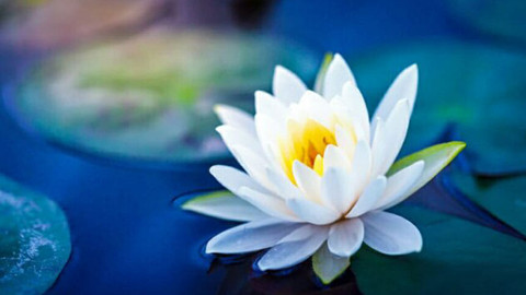 Nilüfer (Lotus) çiçeğinin anlamı nedir?