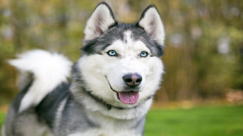 Sibirya kurdunun (Husky) özellikleri nelerdir?