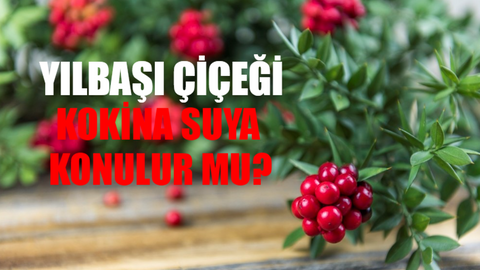 Kokina Çiçeği Suya Konur Mu? Yılbaşı Çiçeği Nasıl Çoğaltılır? Yılbaşı Çiçeği Kokina Ne Zaman Atılır?