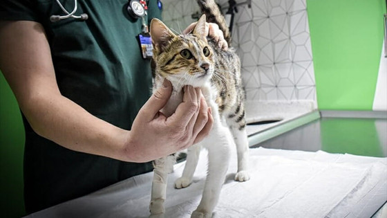 Kedilerde FIP hastalığı nedir? İnsana bulaşır mı? FIP tedavi yöntemleri