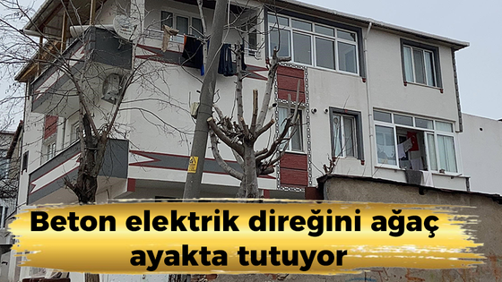 Beton elektrik direğini ağaç ayakta tutuyor