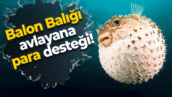 Balon Balığı avlayana para desteği!