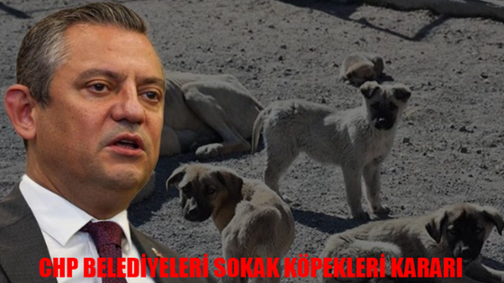 CHP'Lİ BELEDİYELER SOKAK KÖPEKLERİ KARARI: CHP'li Belediyelerde Sokak Hayvanları Uyutulacak Mı? CHP'ye Geçen Belediyeler