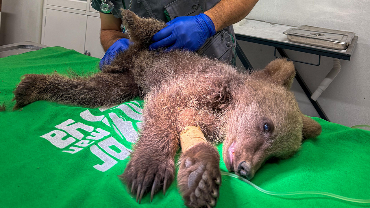 Sakarya'da bulundu, Ormanya'da tedavi altına alındı! - Resim : 1