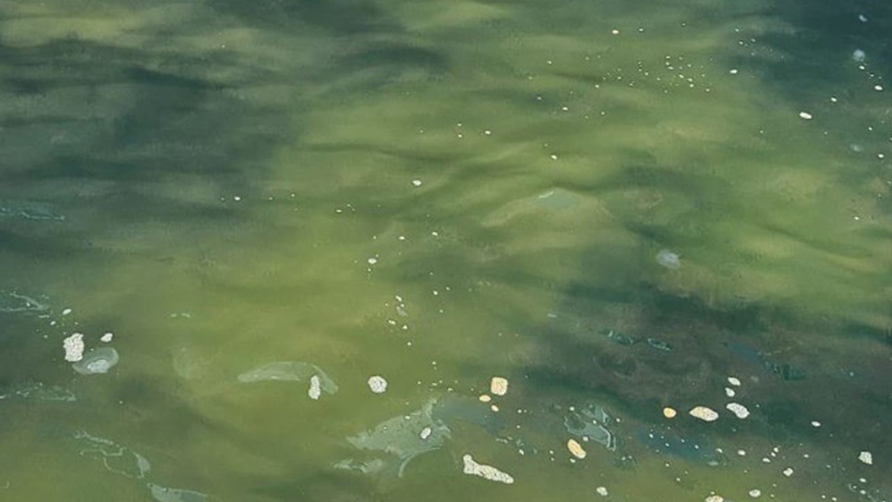 İzmit Körfezi’nde kirlilik alarmı: Yasal süreç başladı! - Resim : 1